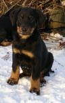 Beauceron