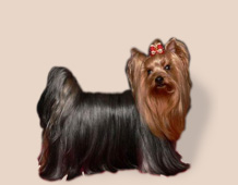 yorksirsky-terier